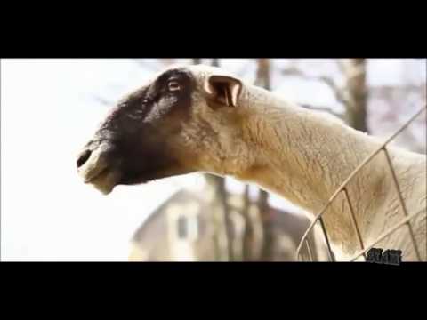 Βίντεο: Αγαπημένες κατσίκες