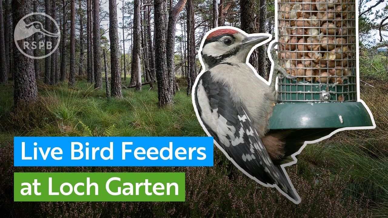 See Bird Feeder Loch Garten Live Webcam & Weather Report in Loch