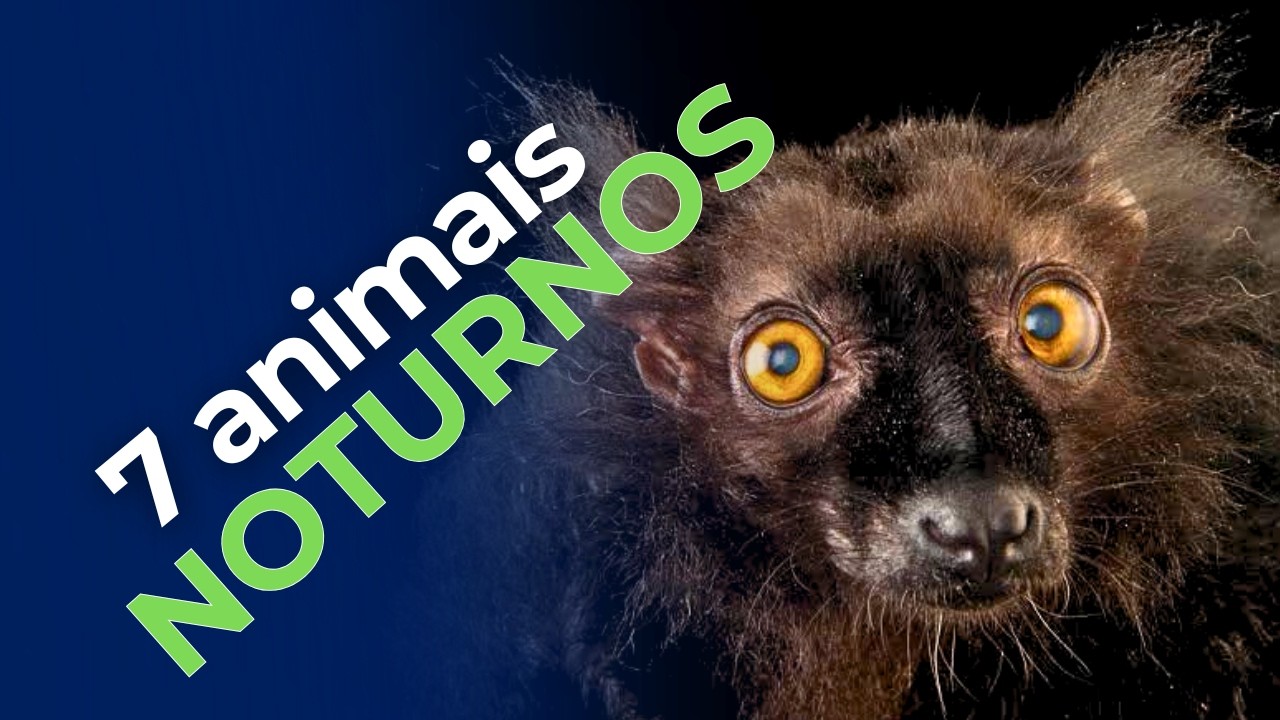 7 animais noturnos: veja  o que eles fazem enquanto você dorme