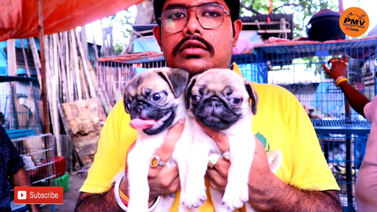 Galiff Street Pet Market kolkata | Biggest Pet Market kolkata | Kolkata Dog Seller | Dog Price