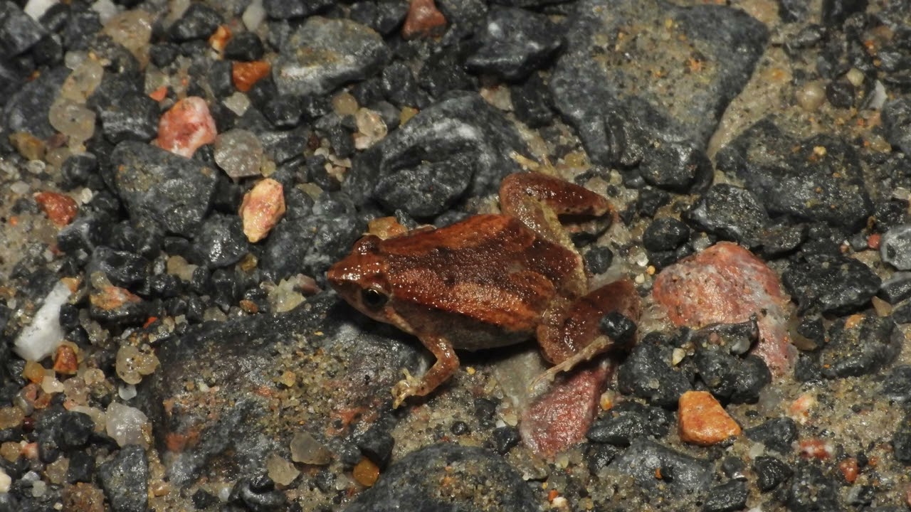 Microhyla mukhlesuri