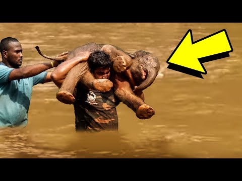 Man Saves Drowning Baby Elephant, Then The Herd Does The Unexpected
