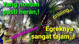 Pruning sawit gondrong ,sarang kuntilanak pakai egrek paling tajam