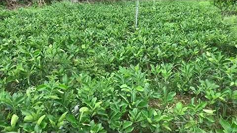 Bưởi ruby:Cty cây giống tấn tài:0983198739