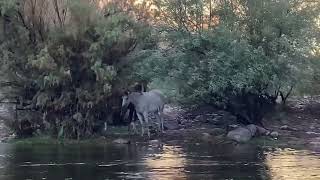 Early morning full moon float on Salt River, Arizona.