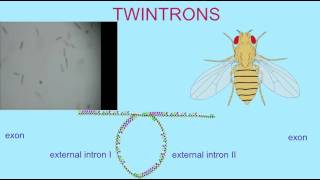TWINTRONS: INTERNAL INTRONS