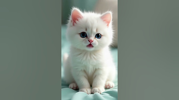 This Kitten Has a Secret Message for You!