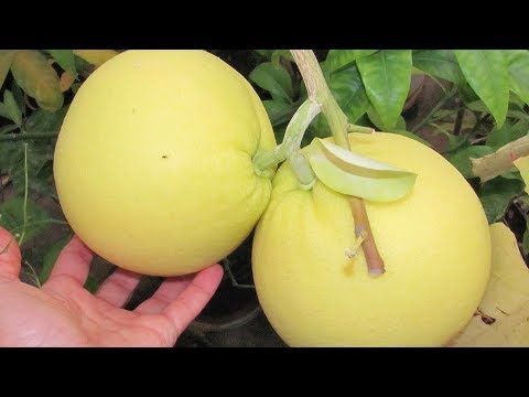 Video: Grejpfrut Roze