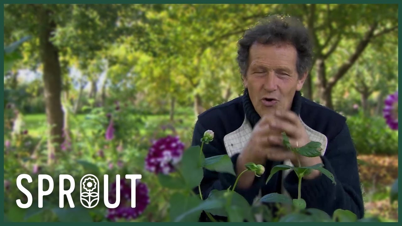 Photosynthesis and Leaf Adaptations in Plants