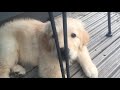 Golden Retriever Puppy eating Sugar Snap Peas | Maximus