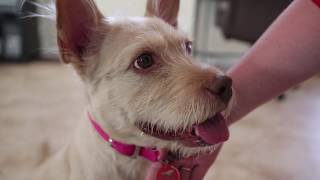 Tips For Finding Your Lost Pet