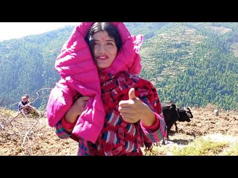 काजल जोशी जुम्ला मा यसरी आफ्ना घरपरिवार संग रमाउदै खेतिपाती मा ब्यस्त।।।।