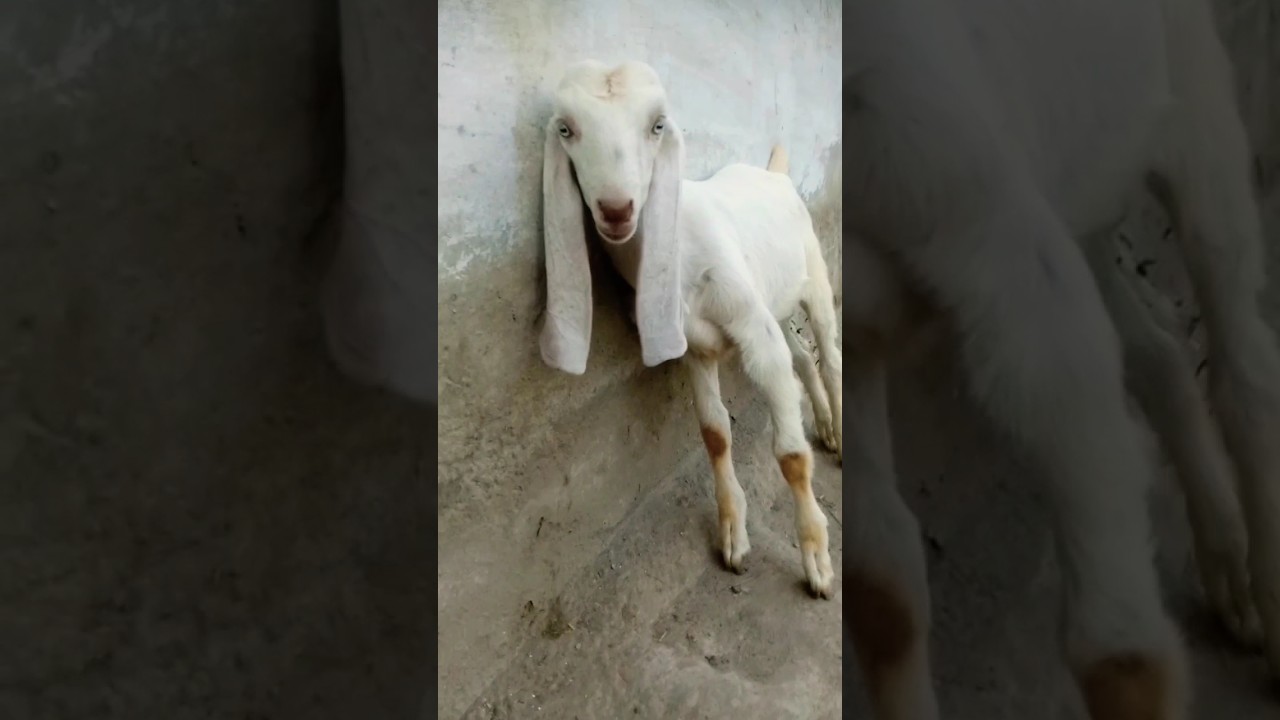 He goat animal video goat video he goat meeting 