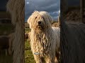 You’ll Think This Dog Is a Mop. Until You See What It Does #shorts