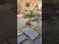 Helping a Wounded Monkey 🐒💔 | Heart Touching Moment #Shorts
