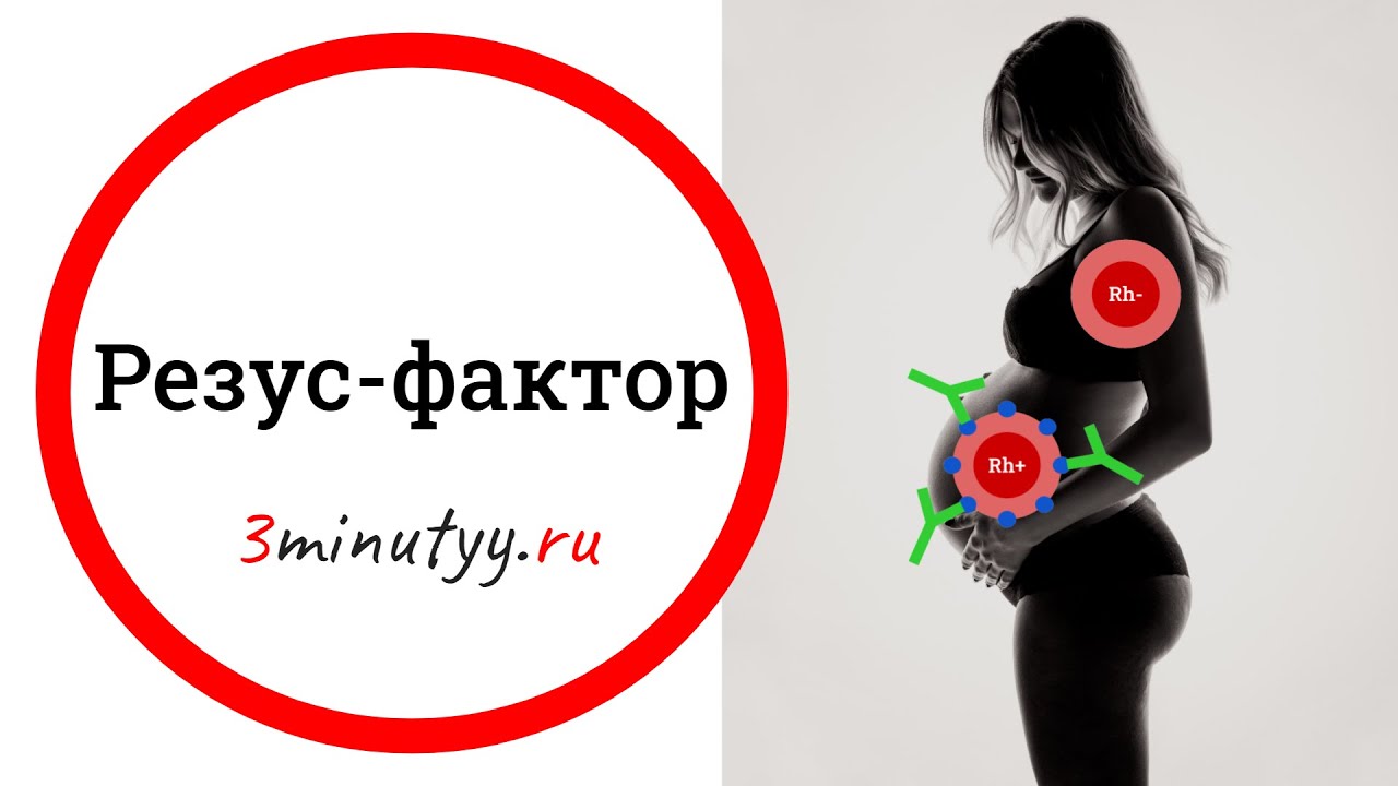 Резус-фактор, переливание крови, резус-конфликт | биология - YouTube