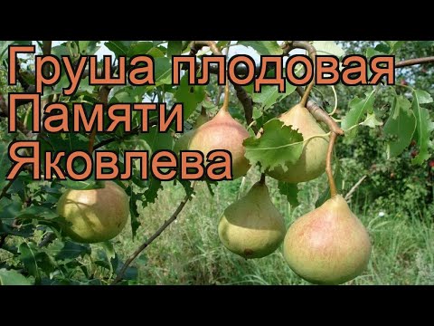 Груша плодовая Памяти Яковлева (pyrus communis) &#55356;&#57151; обзор: как сажать, саженцы груши Памяти Яковлева