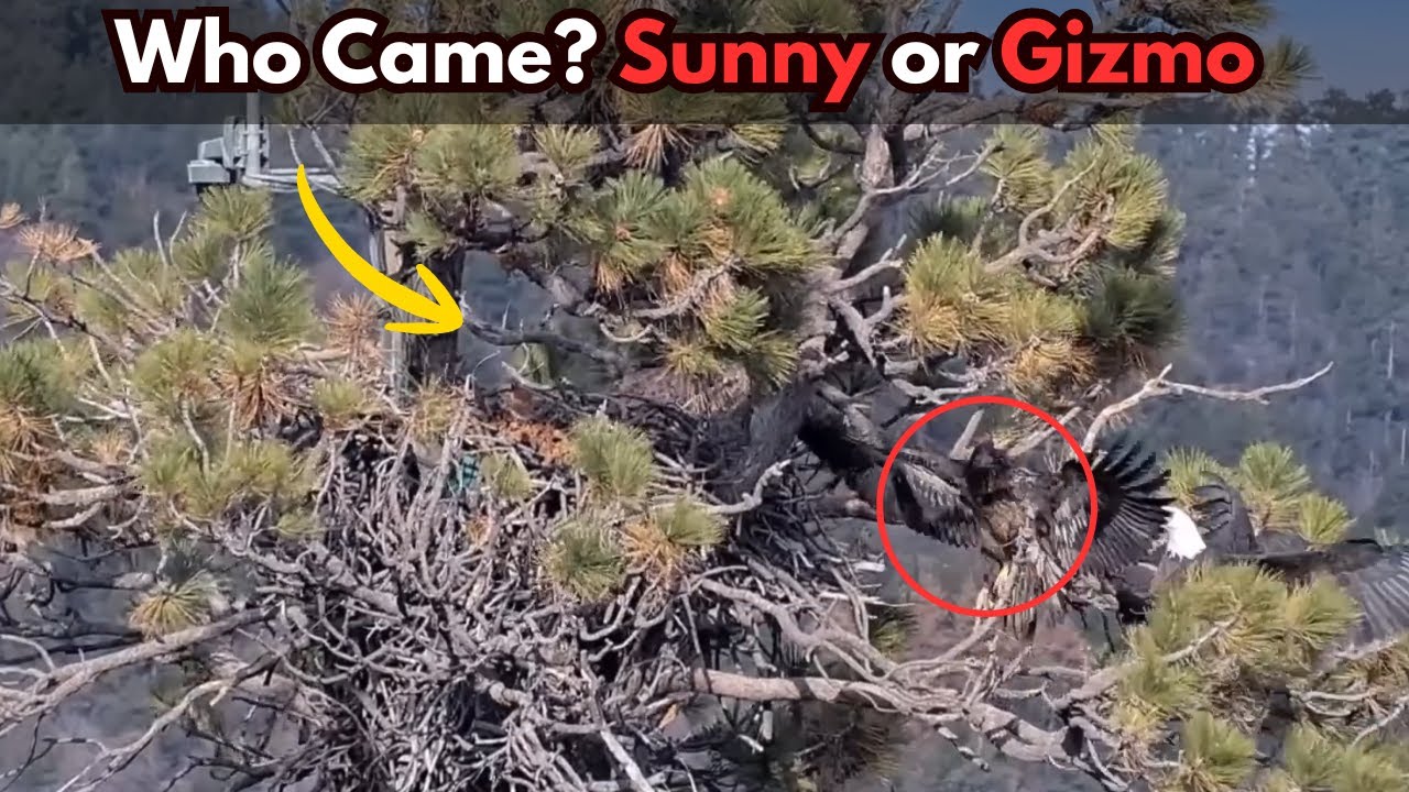 Молодой орёл переступает черту | Джеки и Шэдоу защищают гнездо