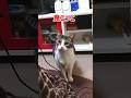 ぽっちゃり猫の猛ダッシュ3連発!追いかけて来てほしい猫 #Shorts