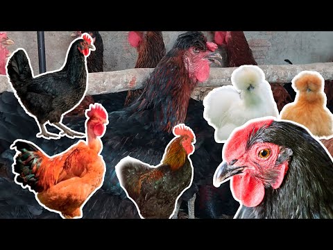Vídeo: As melhores raças de galinha do quintal