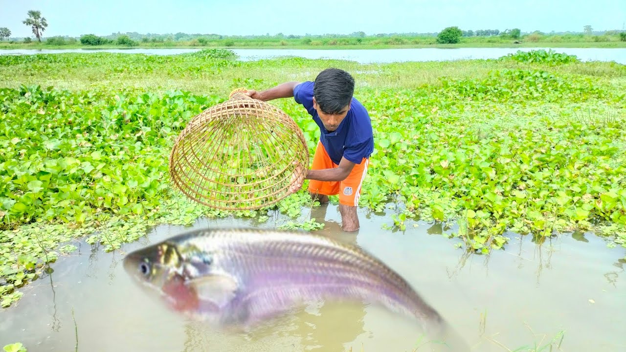 Polo Fish Hunting🐬| Real Polo Fishing Trap | Big Fish Catching | New ...