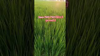 ਕੀ sava 7501,7301 ਡਿੱਗਣ ਤੋਂ ਰੁਕ ਸਖਦੀ ਏ