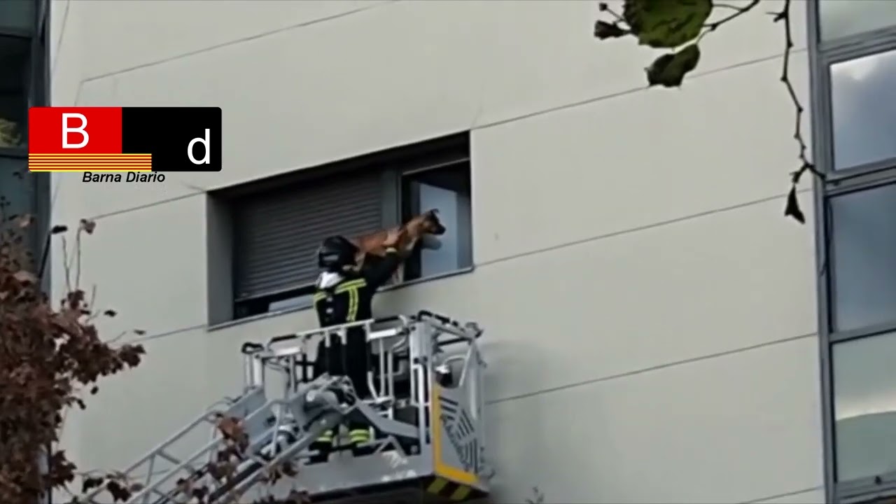 Los Bomberos rescatan a un perro en la repisa de una ventana en el Eixample