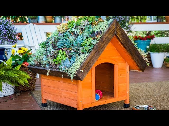 DIY Living Roof Dog House Home Family
