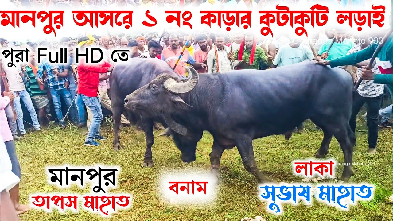 মানপুর আসরে ১ নং কাড়ার লড়াই🏆 তাপস মাহাত বনাম সুভাষ মাহাত লাকা 
