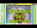 Как спасти ОРХИДЕЮ без листьев и точки роста [№ 264 часть1]