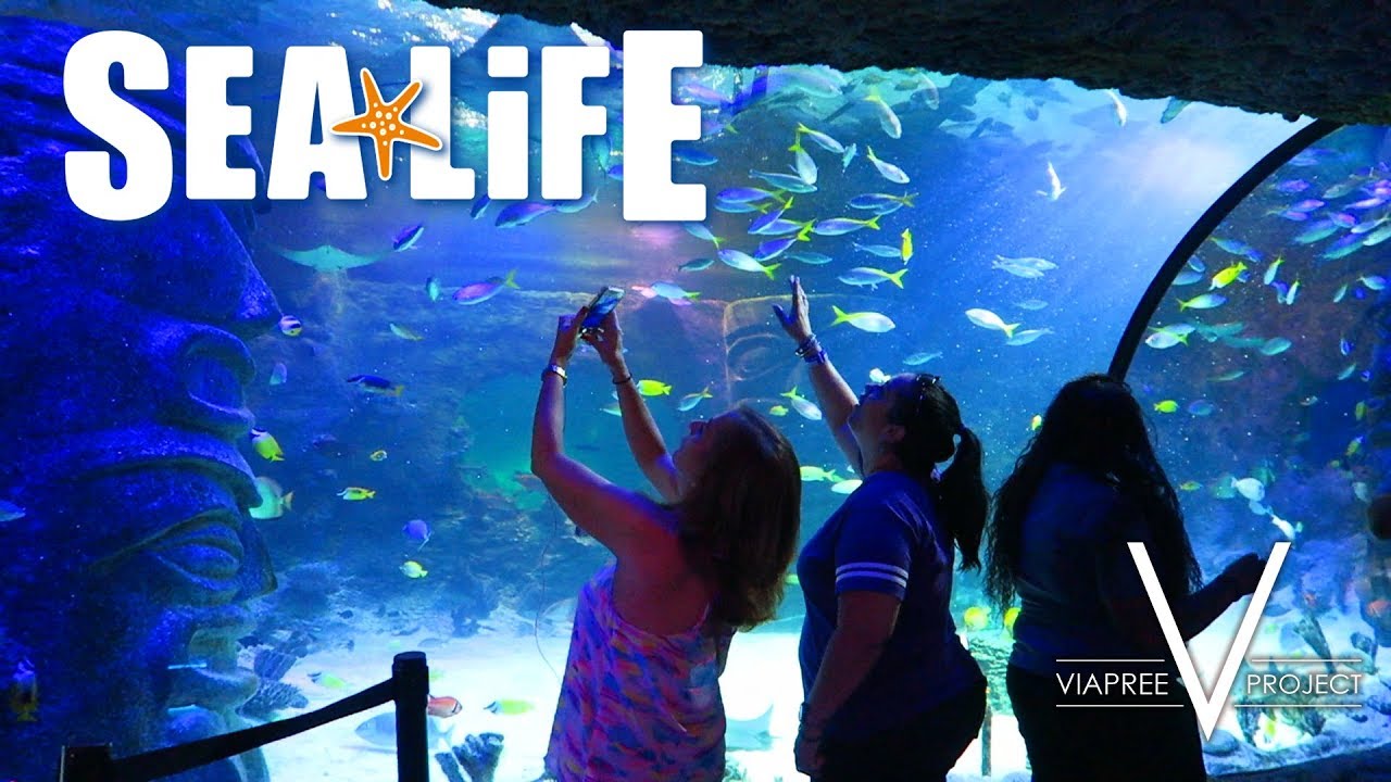 Sea Life Orlando 2018 YouTube