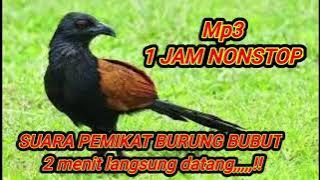 Suara pikat burung bubut 1jam full mp3 suara pemikat paling ampuh song bird coucal