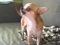 Чихуахуа. Поющая собака / Singing dog. Chihuahua