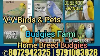 Love Birds- Budgies Farming In Home