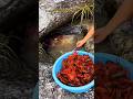 Jackpot! Heaps of Crays Hiding in the Rocks #shorts #FishingAustralia #CatchAndCook