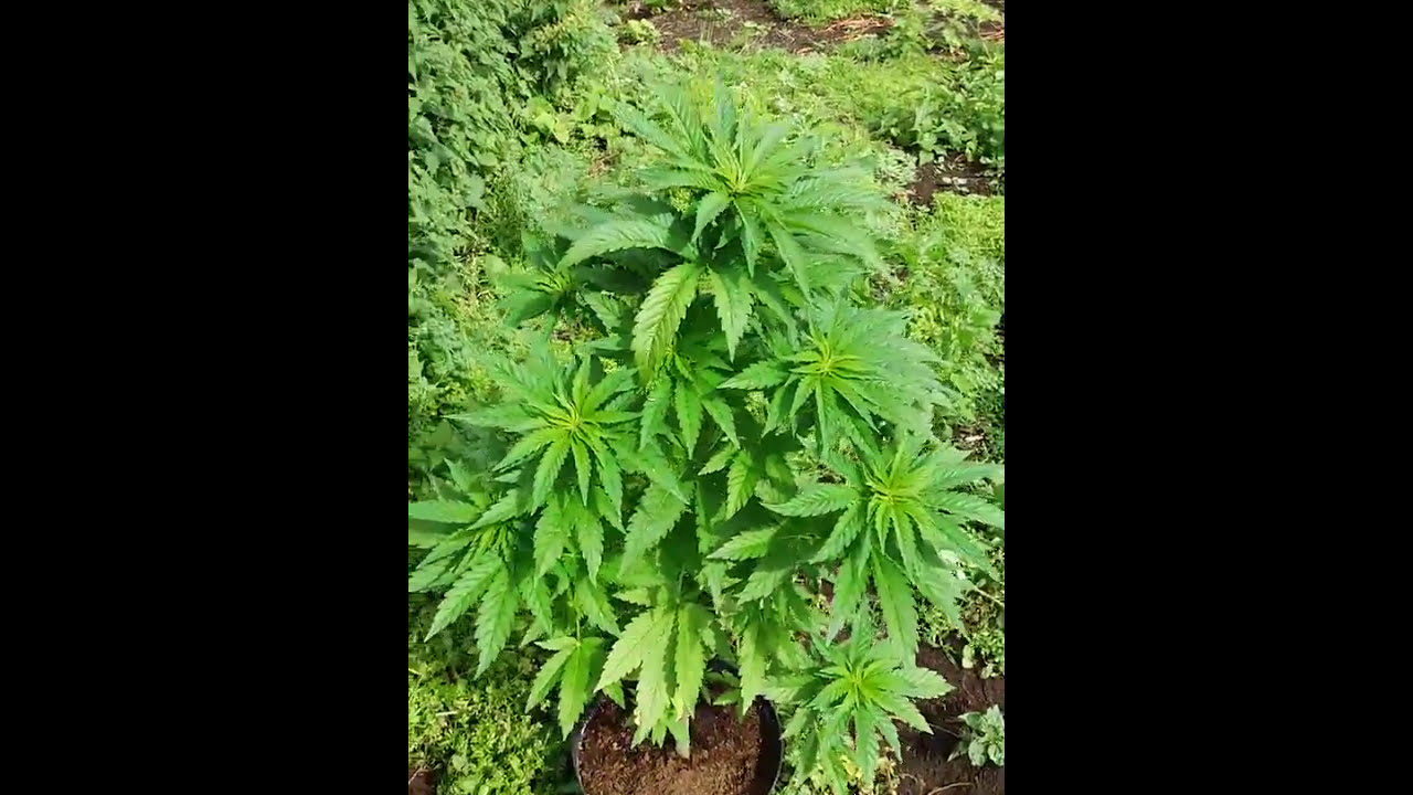 2017 UK OUTDOOR GROW, 2 FAST 2 VAST AUTOFLOWER