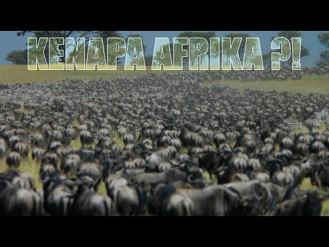 Video: Macan tutul Afrika: habitat, kebiasaan, deskripsi, karakter hewan