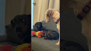 Just a little sassy boy fighting for a toy! #dachshund #cuteanimal #puppy #cute  #dog #cutepet #17
