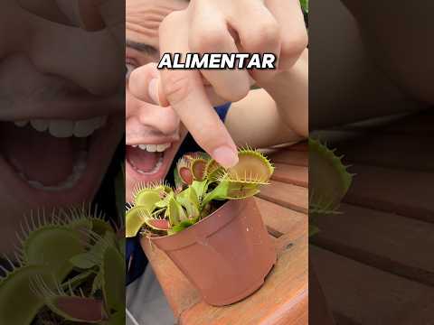 Alimentei minha planta carnívora com meu dedo?!😱 #shorts #challenge
