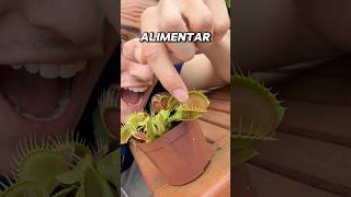 Alimentei minha planta carnívora com meu dedo?!😱 #shorts #challenge