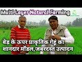 शानदार है ये बेड पर गेहूं का मल्टीलेयर मॉडल, high product raised bed wheat in Organic  Farming |