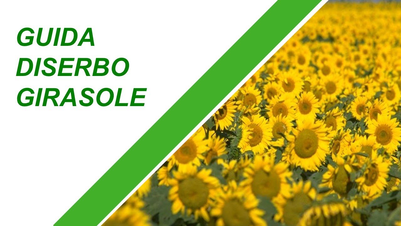 Guida diserbo girasole 2020 con Express