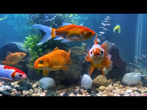 ASMR | Relaxing Aquarium Fish