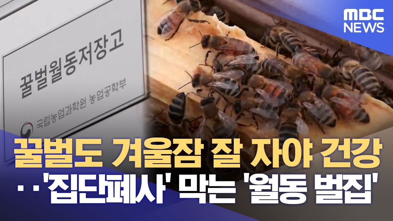 ⁣꿀벌 '집단 폐사'‥ '과학'으로 극복 (2026.03.26/뉴스데스크/전주MBC)