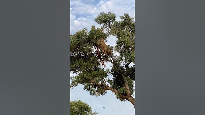 Leopard and Lion Fight Over a Carcass in a Tree With Unexpected Ending!