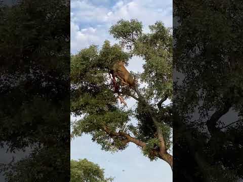 Leopard and Lion Fight Over a Carcass in a Tree With Unexpected Ending!