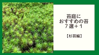 苔庭におすすめの苔７選＋１【杉苔編】