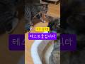 사고뭉치는 집사탓? ㅠㅠ #고양이 #고양이일상 #cat