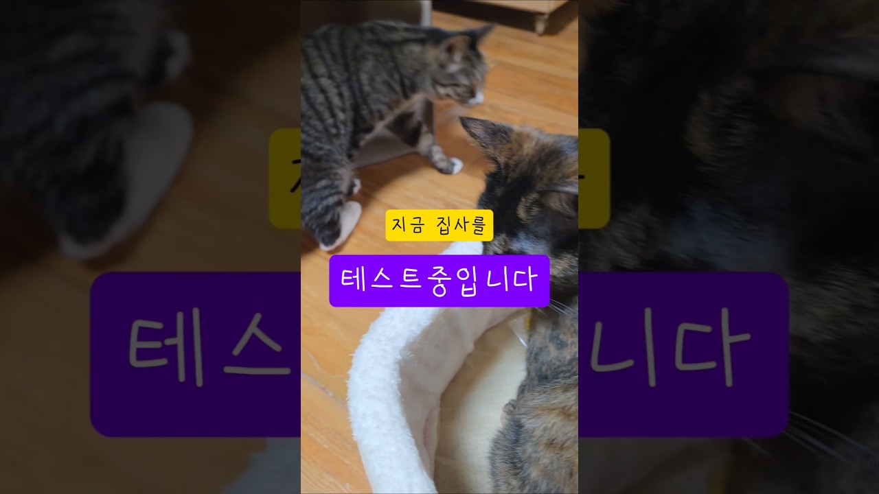 사고뭉치는 집사탓? ㅠㅠ #고양이 #고양이일상 #cat