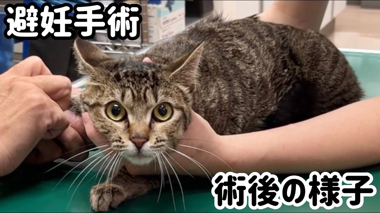 【避妊手術当日】猫の手術直後、想定外の状態に。発情期だった猫の避妊手術をしたら別猫のように弱ってしまいました。